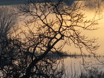 Winter tree on the ancient way
